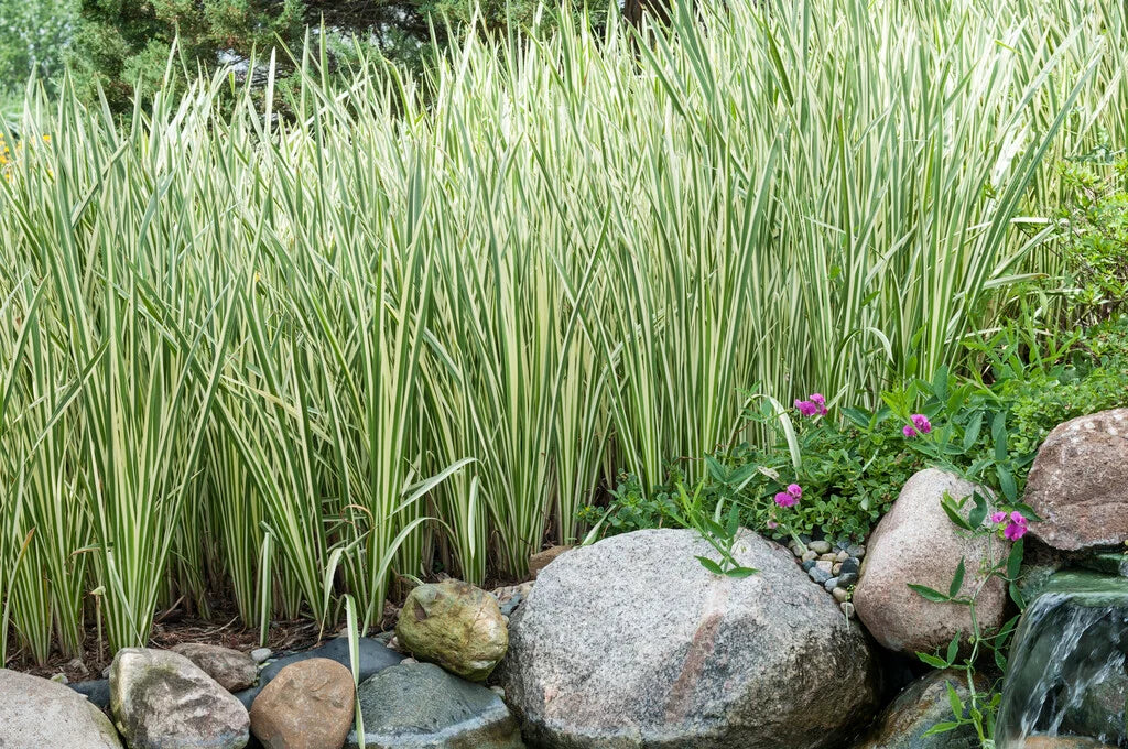Acorus Gramineus ‘Variegatus’ (Japanese Sweet Flag)