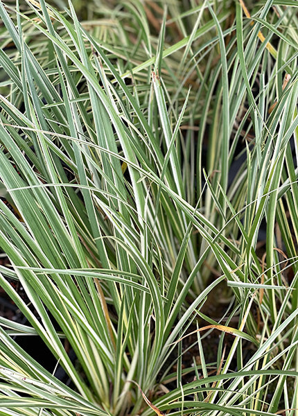 Acorus Gramineus ‘Variegatus’ (Japanese Sweet Flag)