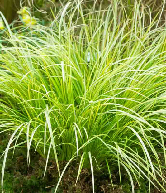 Acorus Gramineus (Ogon Golden Sweet Flag)