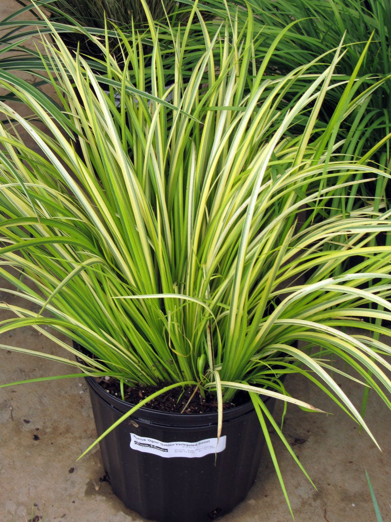 Acorus Gramineus (Ogon Golden Sweet Flag)