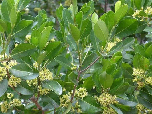 Acronychia Imperforata ‘Vista’ (Fraser Island Apple)
