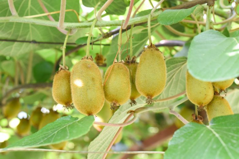 Actinidia chinensis (Female) (Female Kiwi Fruit)
