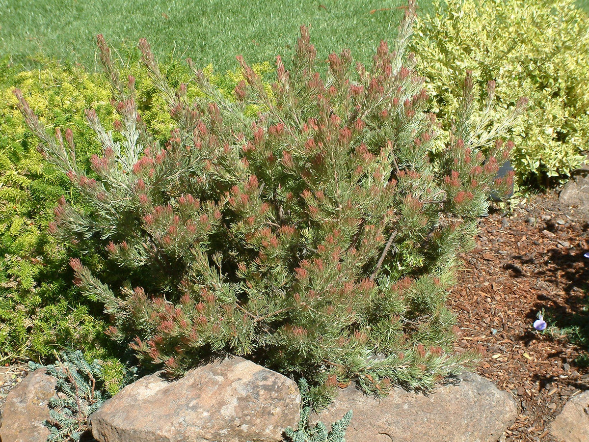 Adenanthos Cunninghamii