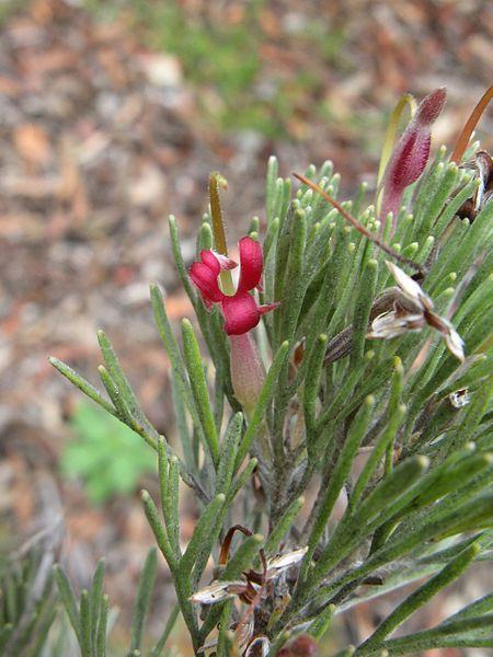 Adenanthos Cunninghamii