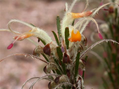 Adenanthos Detmoldii (Scott River Jugflower)