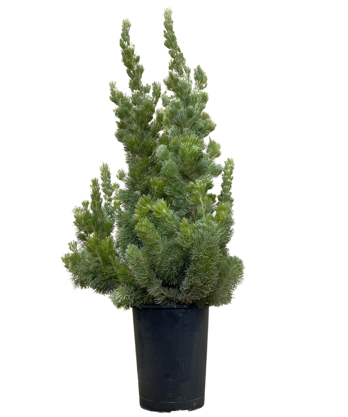 Adenanthos Sericeus 'Select' (Select Woolly Bush)