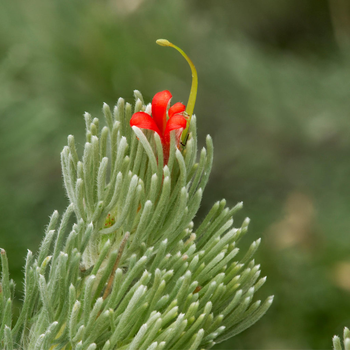Adenanthos Sericeus 'Silver Streak' (Silver Woolly Bush)