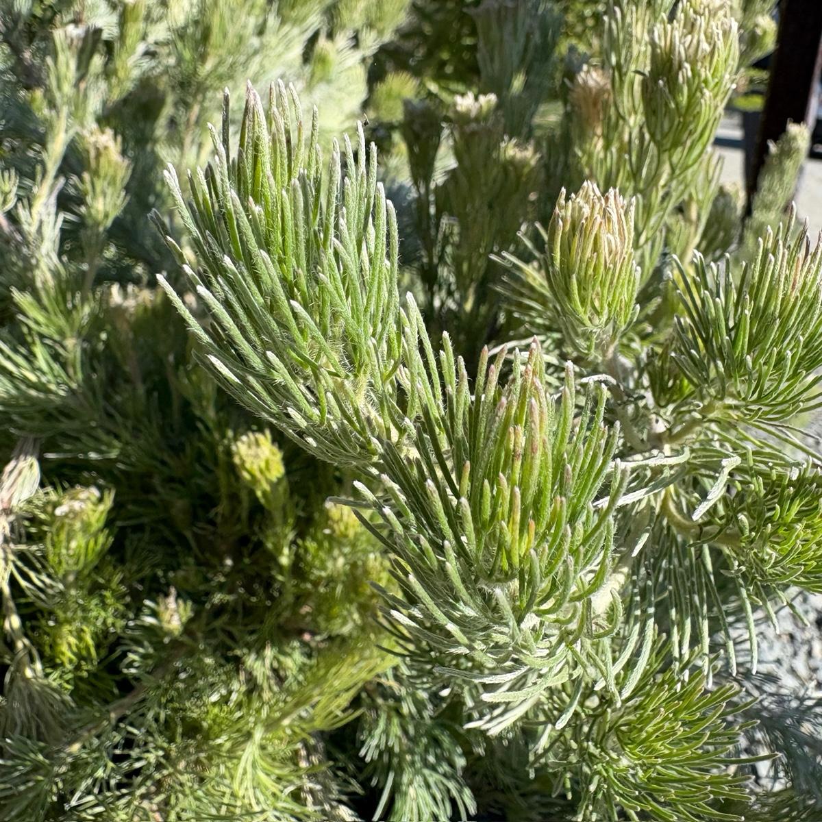 Adenanthos Sericeus 'Silver Streak' (Silver Woolly Bush)