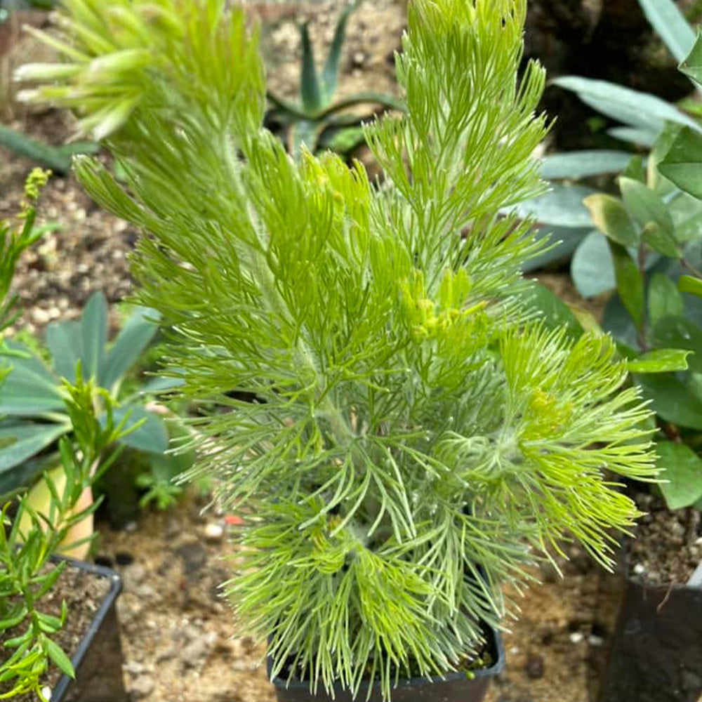 Adenanthos Sericeus 'Silver Streak' (Silver Woolly Bush)