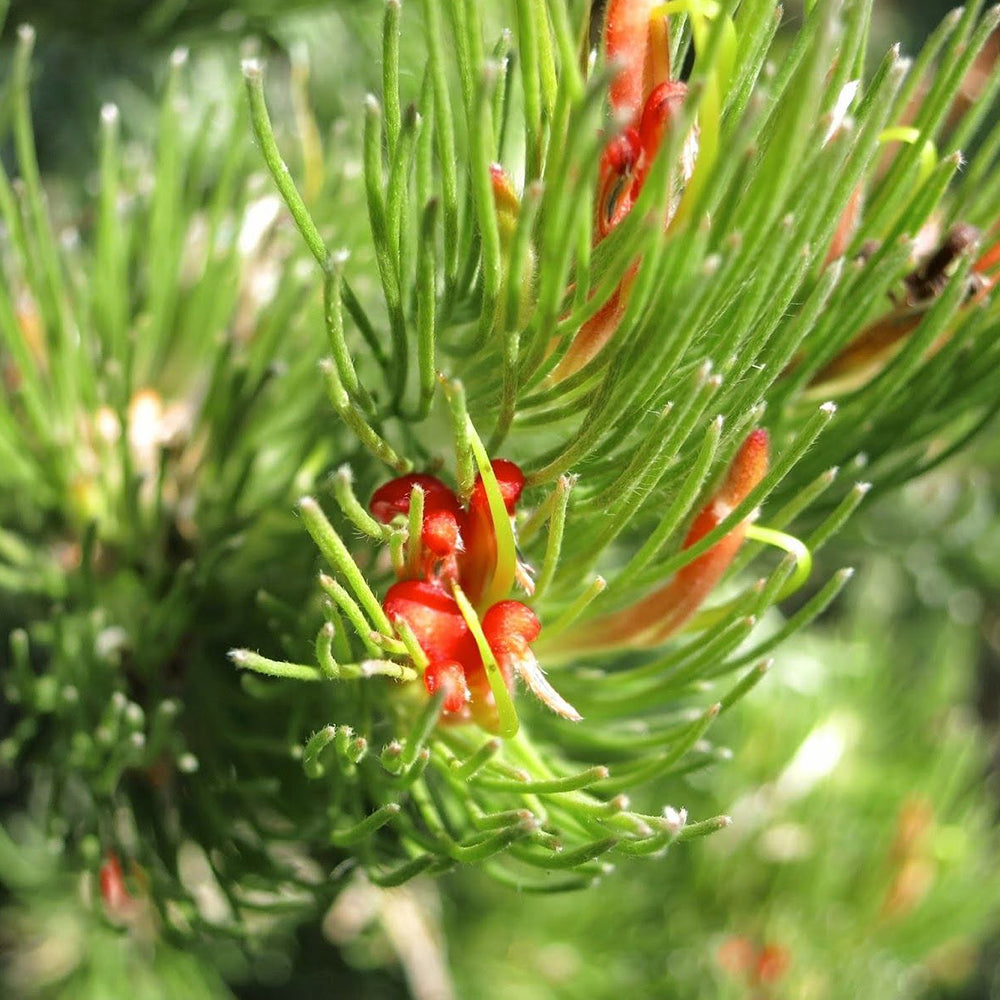 Adenanthos Sericeus 'Silver Streak' (Silver Woolly Bush)