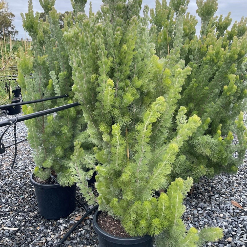 Adenanthos Sericeus 'Silver Streak' (Silver Woolly Bush)