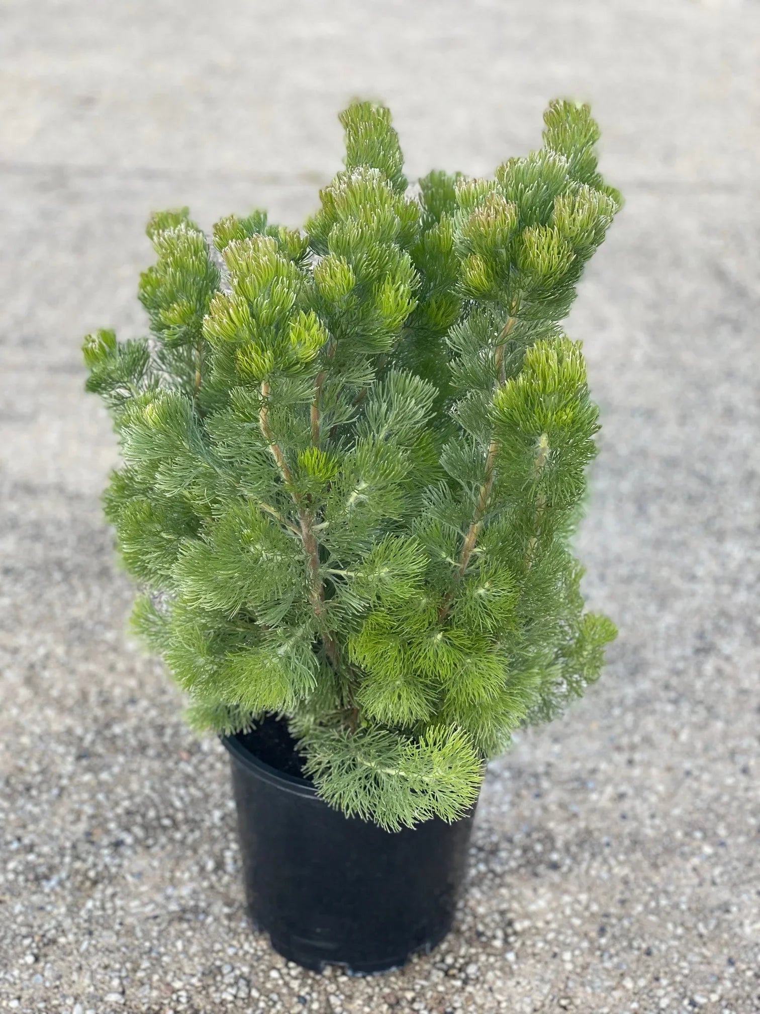 Adenanthos Sericea 'Silver Sensation' (Not uniform, great for landscape, 40cm+ height)