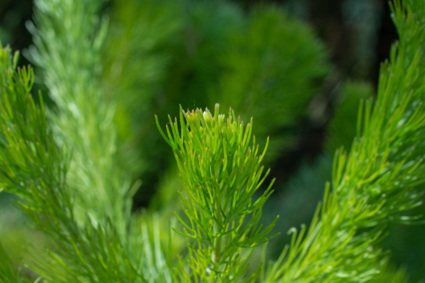 Adenanthos Sericeus 'Select' (Select Woolly Bush)