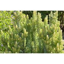 Adenanthos Sericea (Silver Sensation)