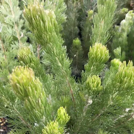 Adenanthos Sericea (Silver Sensation)