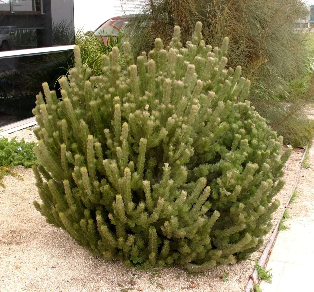 Adenanthos sericeus ‘Compact’ (Compact Woolly Bush)