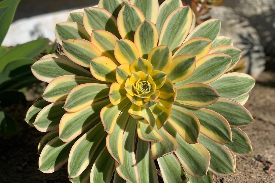 Aeonium ‘Sunburst’