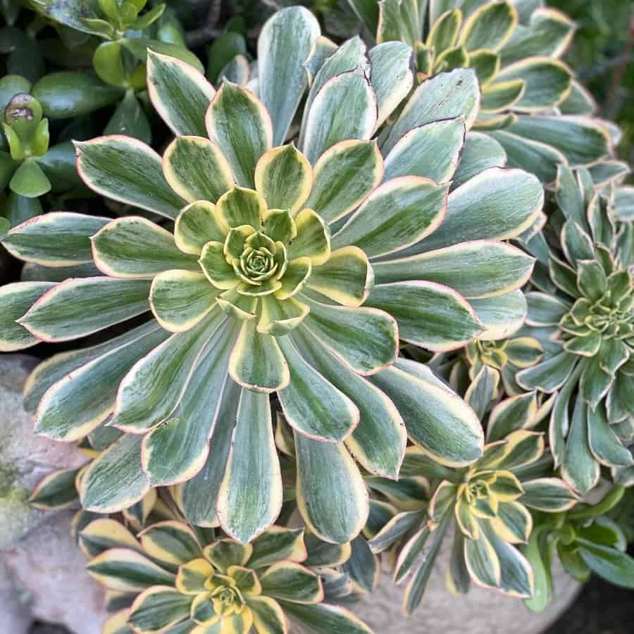 Aeonium ‘Sunburst’