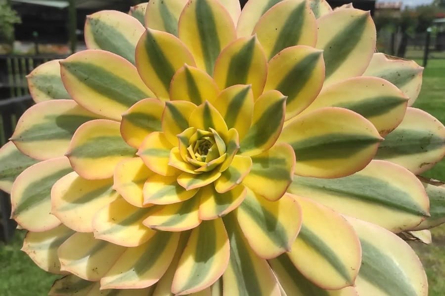 Aeonium ‘Sunburst’
