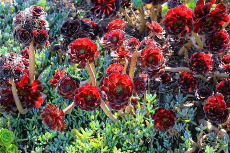 Senecio serpens (Blue Chalksticks)