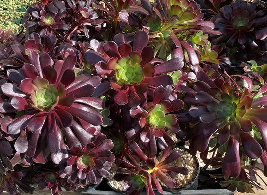 Aeonium Arboreum ‘Chocolate’ (Chocolate Aeonium)