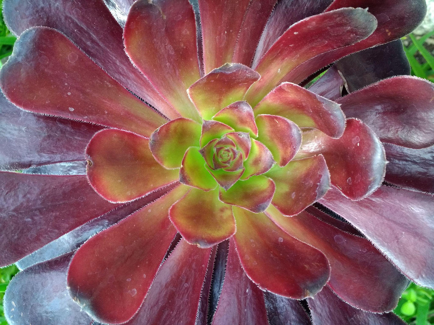 Aeonium Arboreum ‘Zwartkop’ (Black Rose Tree Houseleek)