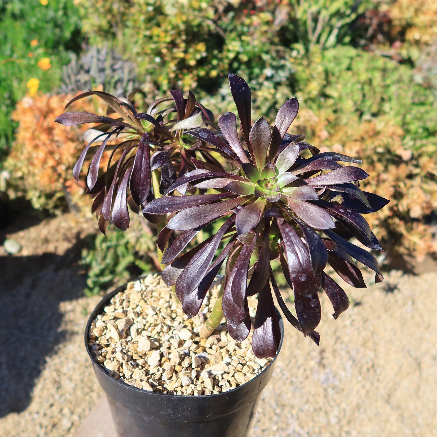 Aeonium Arboreum ‘Zwartkop’ (Black Rose Tree Houseleek)