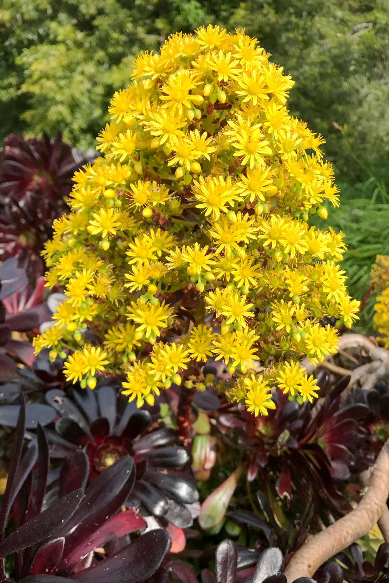 Aeonium Arboreum ‘Zwartkop’ (Black Rose Tree Houseleek)