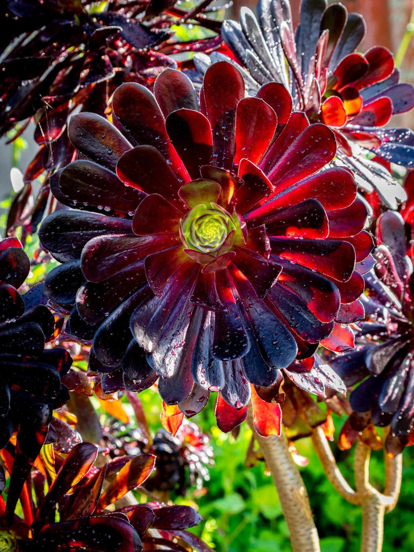 Aeonium Arboreum ‘Zwartkop’ (Black Rose Tree Houseleek)