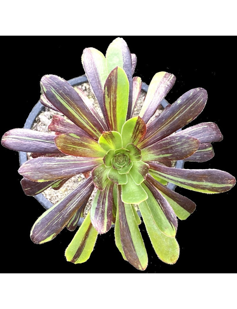 Aeonium ‘Big Bang’ (Big Bang Aeonium)