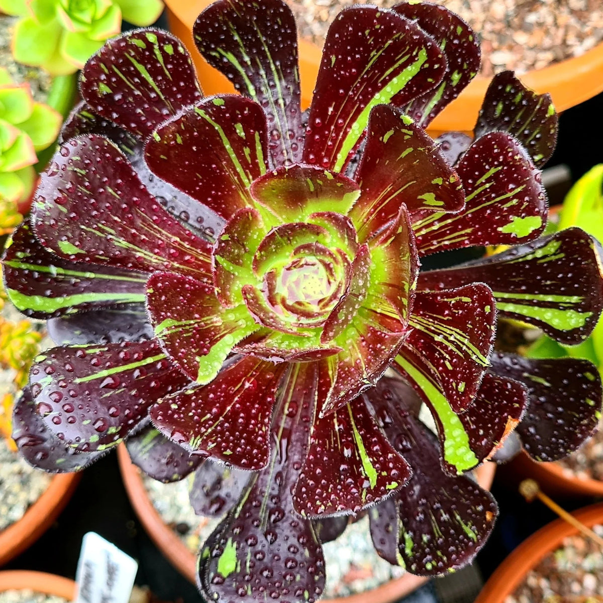 Aeonium ‘Big Bang’ (Big Bang Aeonium)