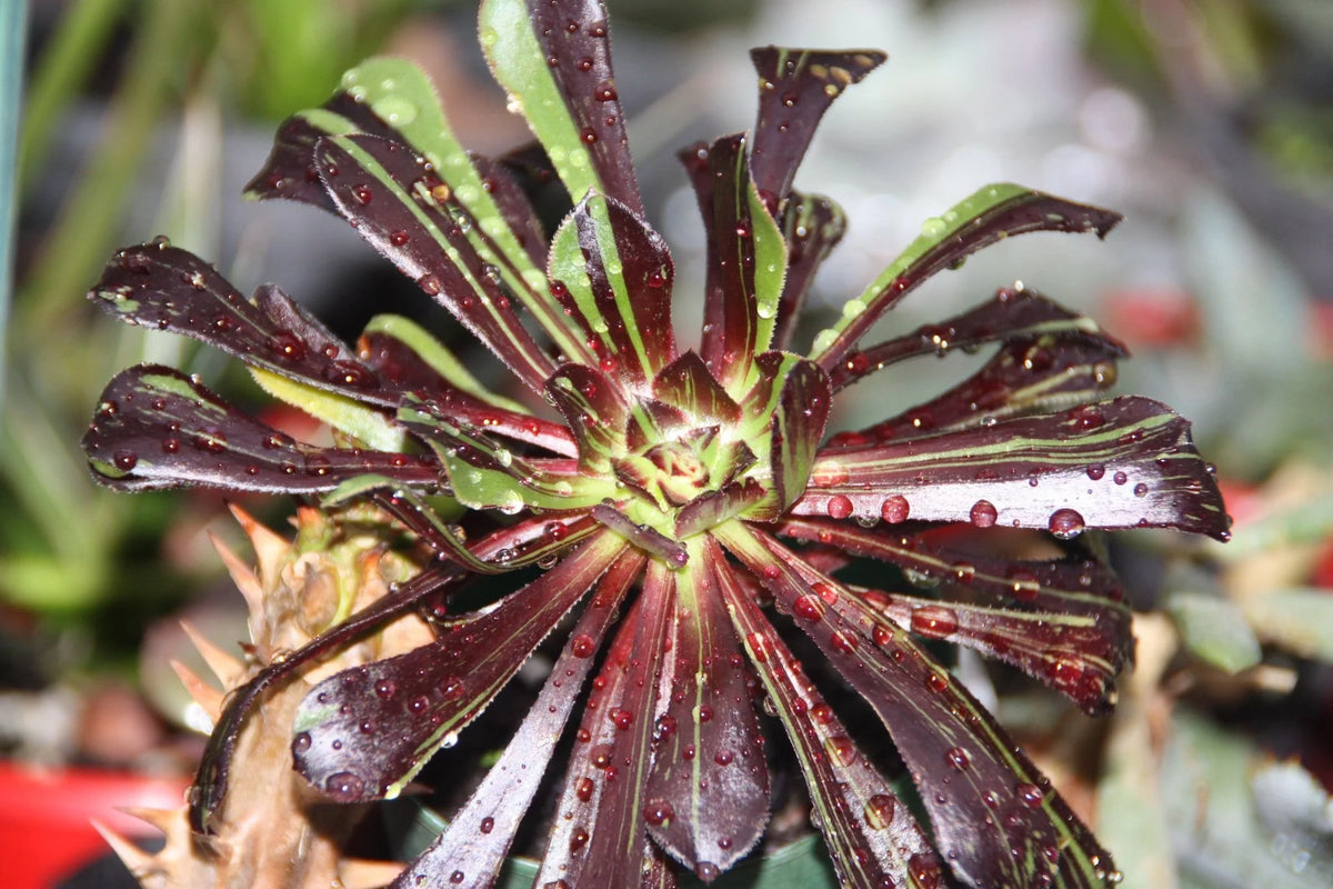 Aeonium ‘Big Bang’ (Big Bang Aeonium)