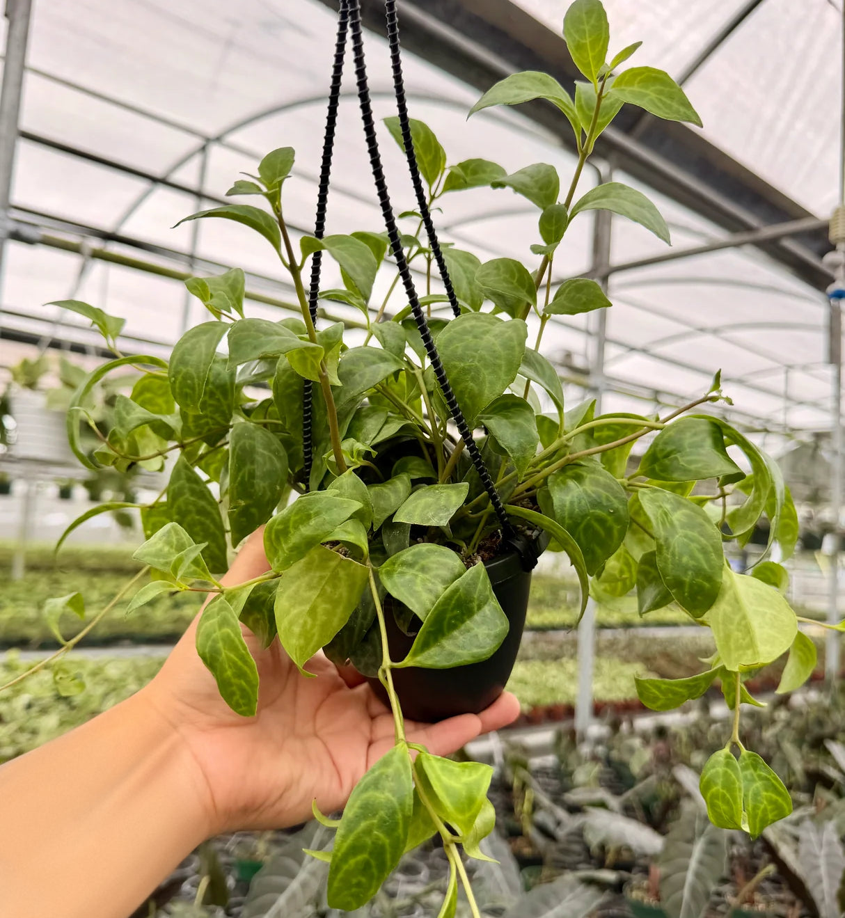 Aeschynanthus ‘Black Pagoda’ (Black Pagoda Lipstick Vine) – Hanging Baskets