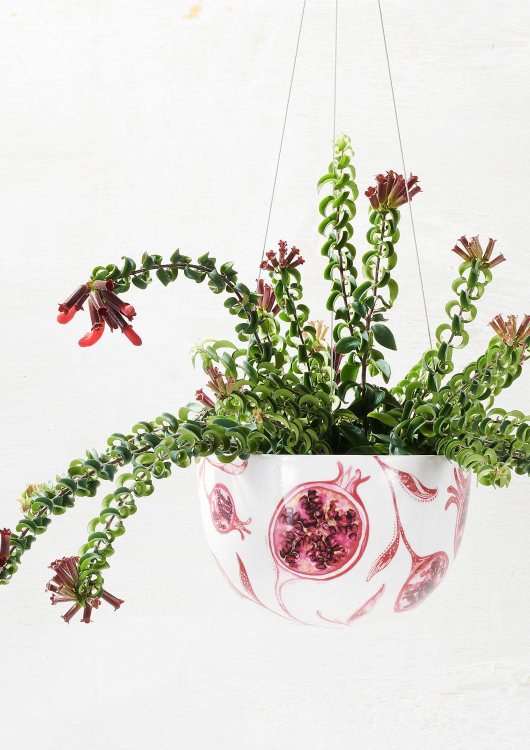 Aeschynanthus Radicans 'Curly' (Curly Lipstick Plant)