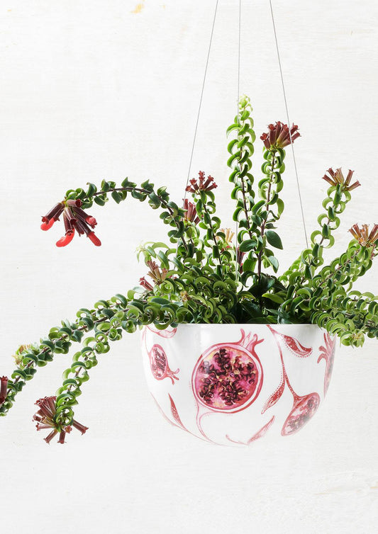 Aeschynanthus Radicans 'Curly' (Curly Lipstick Plant)