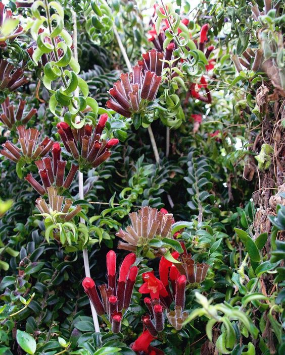 Aeschynanthus Radicans 'Curly' (Curly Lipstick Plant)