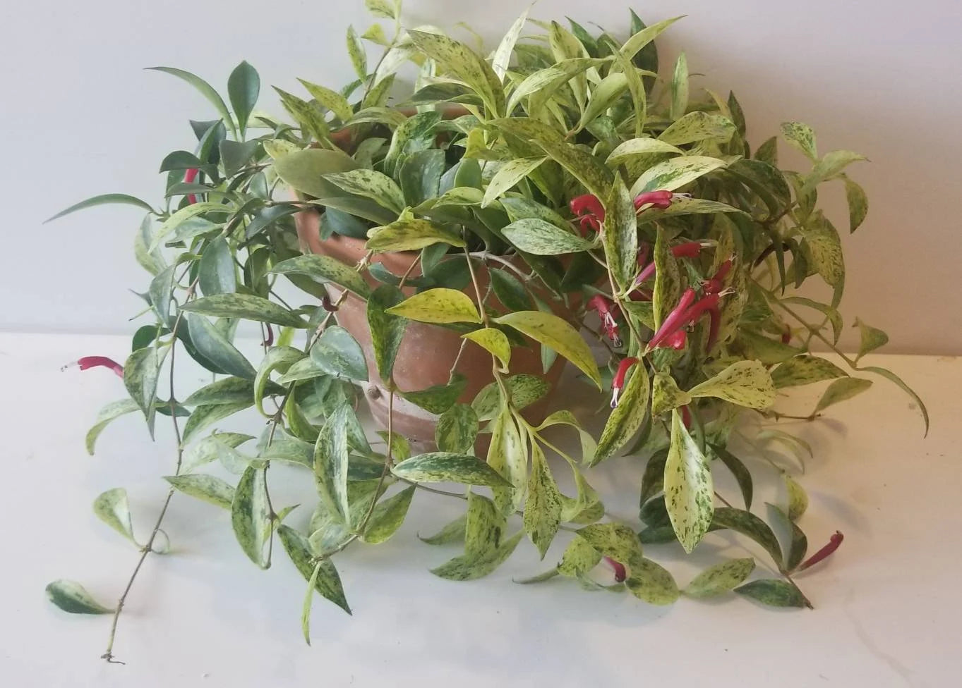 Aeschynanthus Radicans 'Variegata' (Variegated Lipstick Plant)