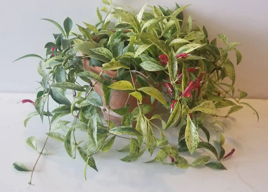 Aeschynanthus Radicans 'Variegata' (Variegated Lipstick Plant)