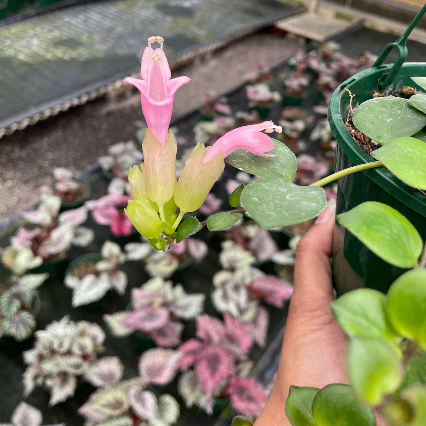 Aeschynanthus 'Thai Beauty' (Thai Beauty Lipstick Plant)