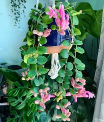 Aeschynanthus 'Thai Beauty' (Thai Beauty Lipstick Plant)