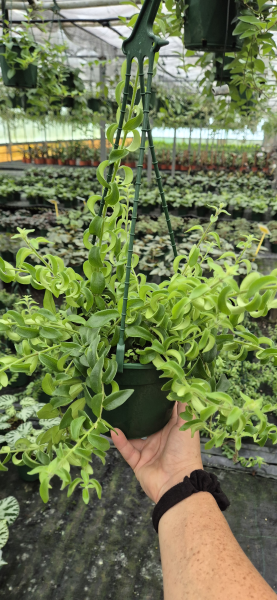 Aeschynanthus Radicans 'Curly' (Curly Lipstick Plant)