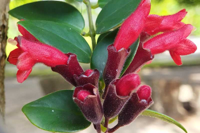 Aeschynanthus Radicans (Lipstick Plant)