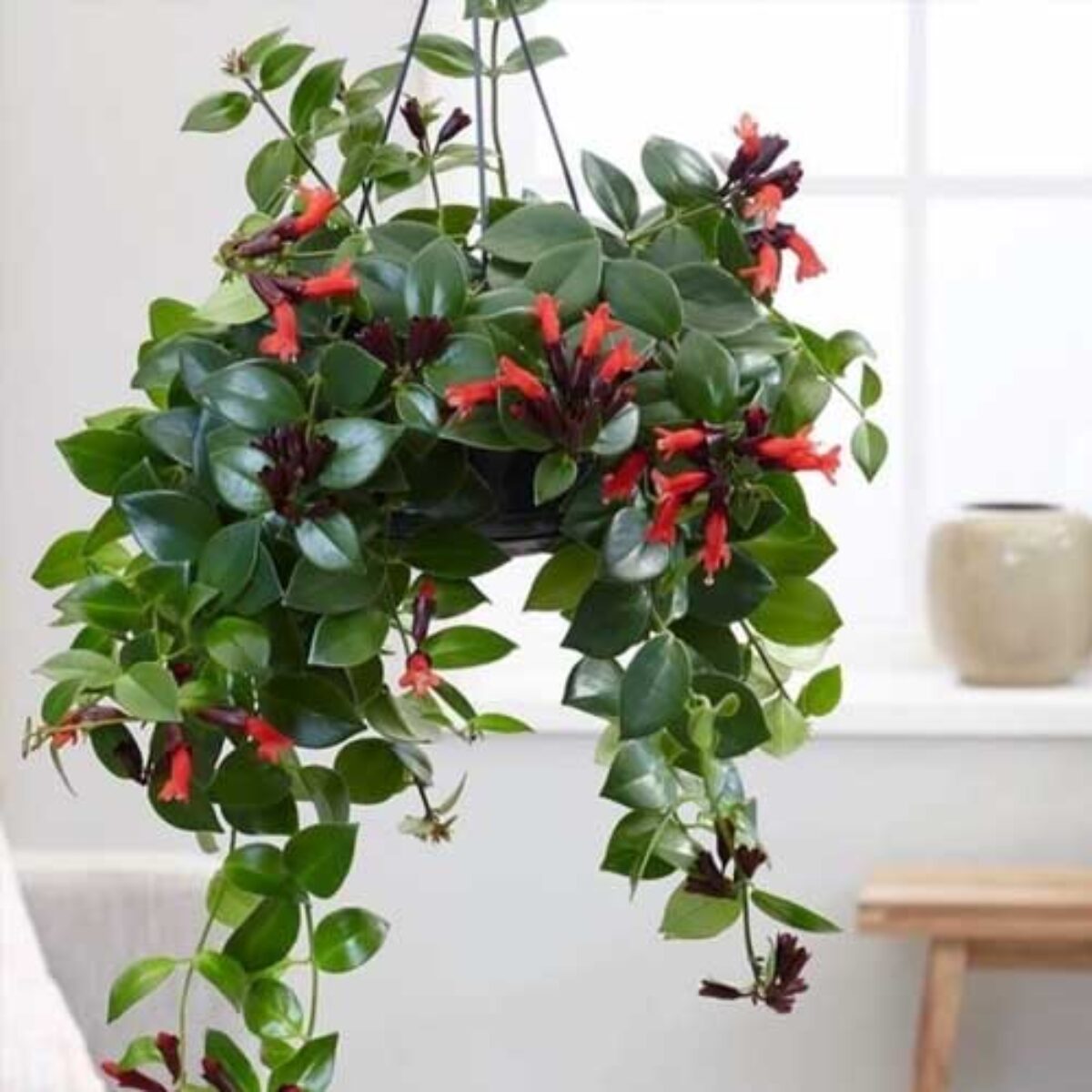 Aeschynanthus Radicans (Lipstick Plant)