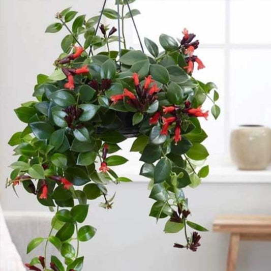 Aeschynanthus Radicans (Lipstick Plant)