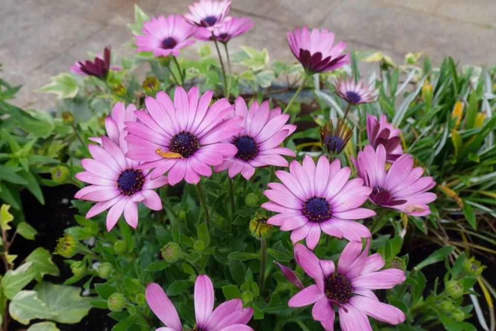 Osteospermum ‘Lazy Daisy Velvet’ (African Daisy)