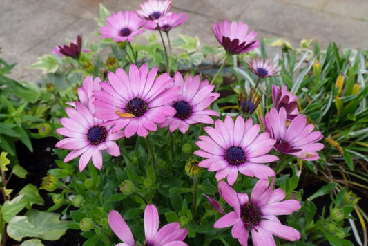 Osteospermum ‘Lazy Daisy Velvet’ (African Daisy)