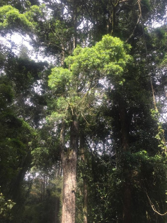 Afrocarpus Usambarensis (Podocarpus)