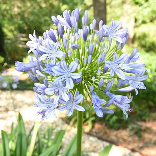 Agapanthus ‘Fairy Blue’ (Lily of the Nile)