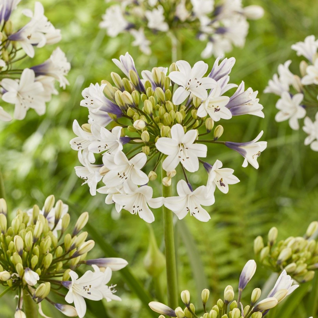 Agapanthus ‘EVERPANTHUS SPARKLE’ – Ever Sparkle