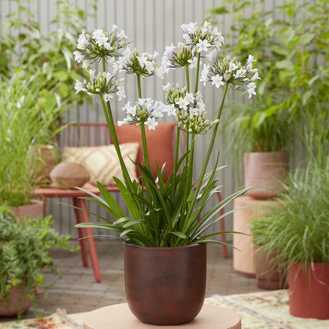 Agapanthus ‘EVERPANTHUS SPARKLE’ – Ever Sparkle